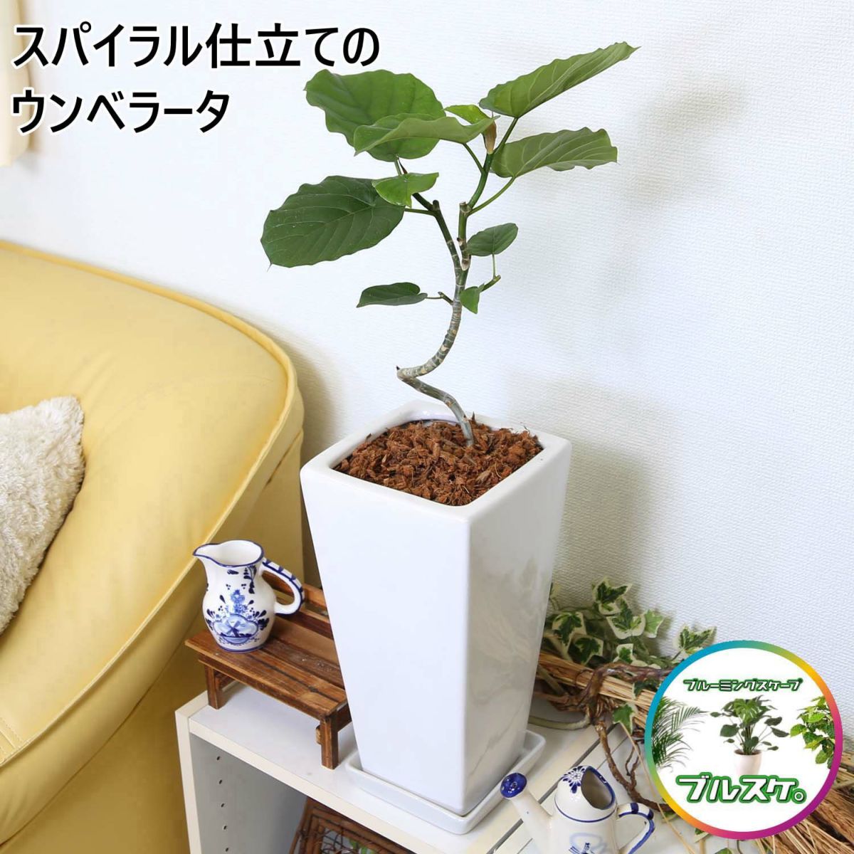 スパイラル仕立てのフィカス ウンベラータ 7号