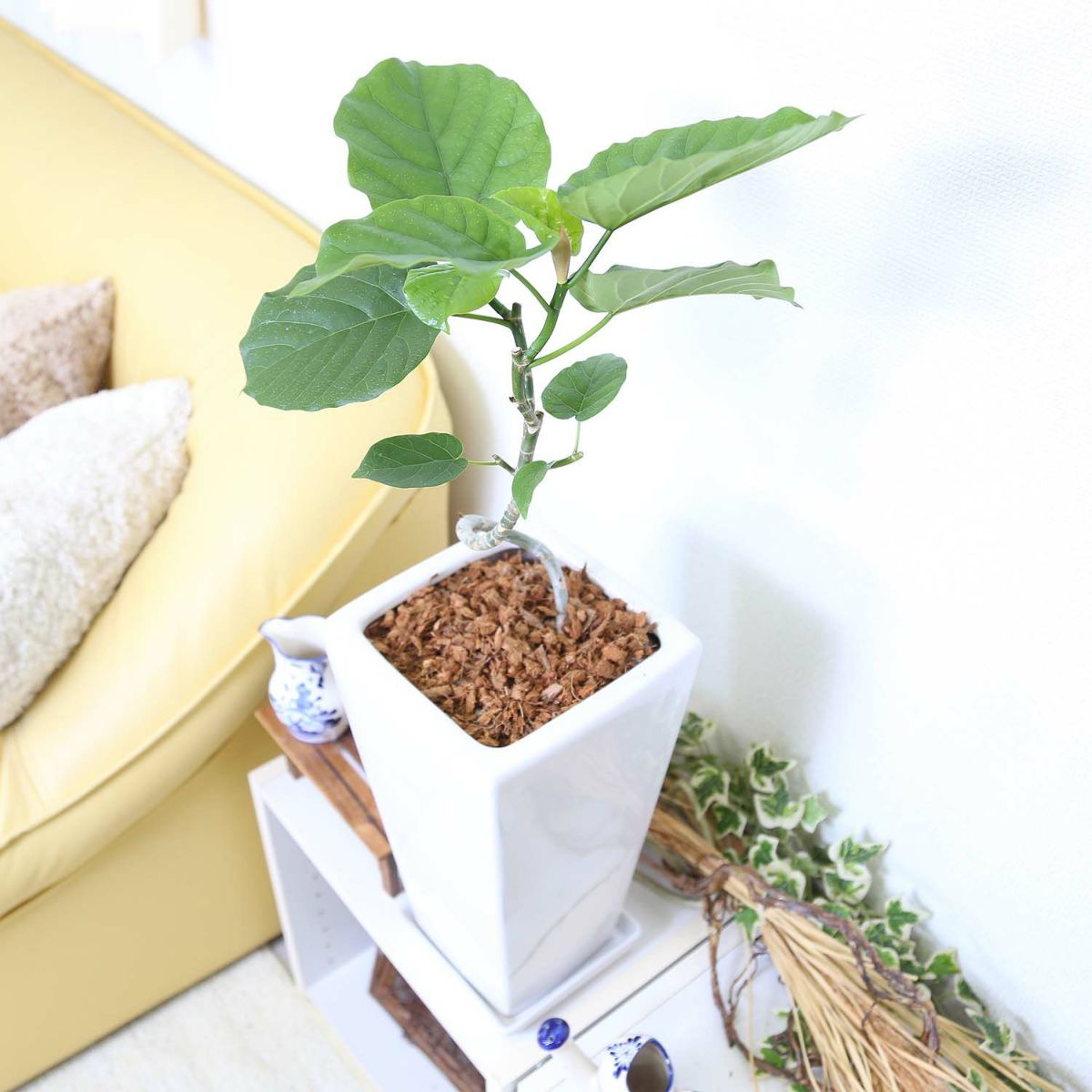 スパイラル仕立てのフィカス ウンベラータ 7号