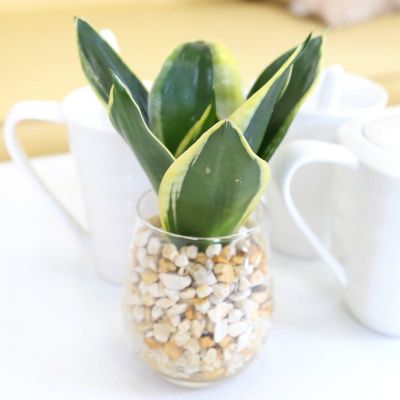 土を使わず清潔感あるゼオライト植えのスモールサイズ観葉植物 サンスベリア・ガラス容器「OVAL」 １鉢