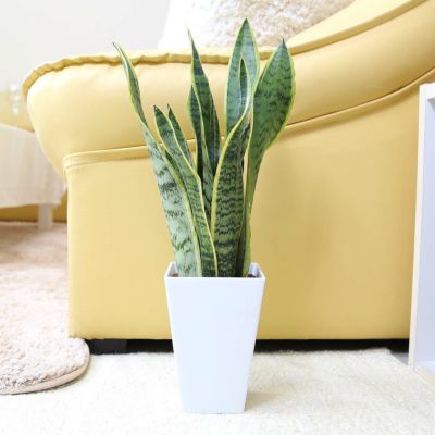 【送料無料】土を使わない観葉植物 サンスベリア・スクエアプラスチック鉢「ミディアムサイズ」＋水位計付き 選べる鉢色：ホワイト