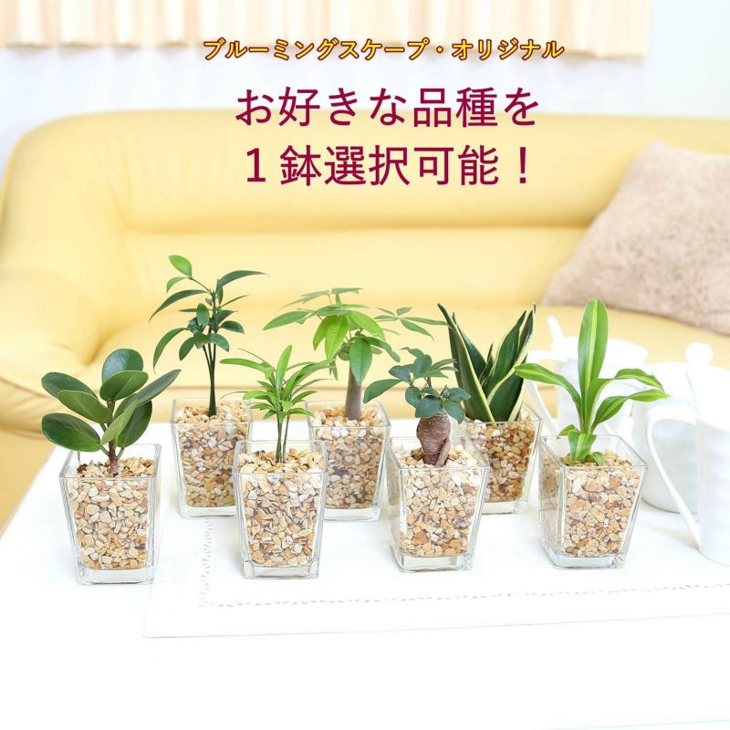 ハイドロカルチャー 土を使わない観葉植物