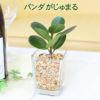 土を使わない観葉植物 パンダガジュマル