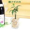 土を使わない観葉植物 梛(ナギ)の木