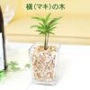 土を使わない観葉植物 槇（マキ）の木