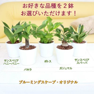【送料無料】土を使わず清潔感あるスモールサイズ観葉植物 ホワイトプラスチック鉢 丸形＋水位計付き 2鉢セット