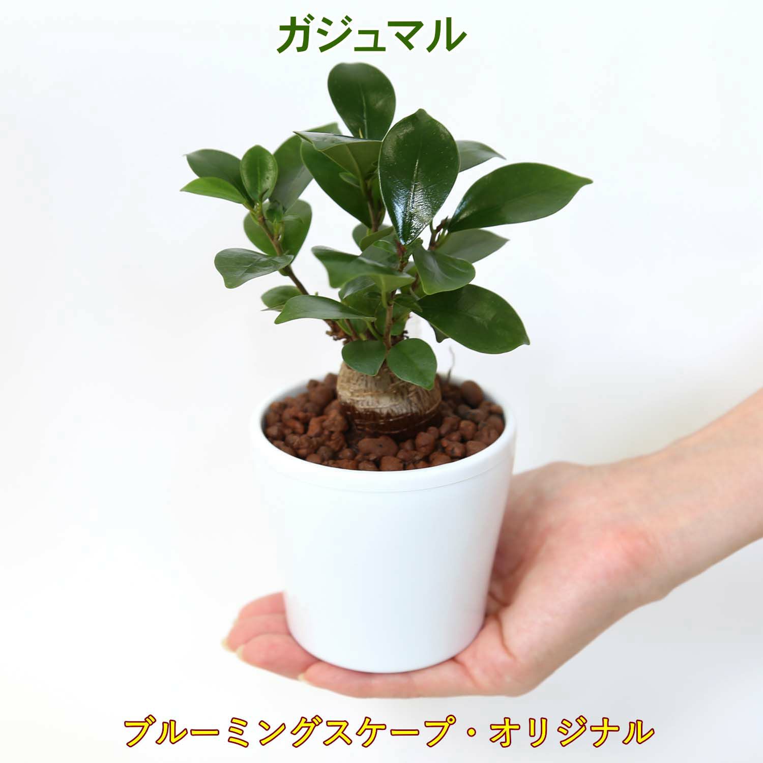 ガジュマル