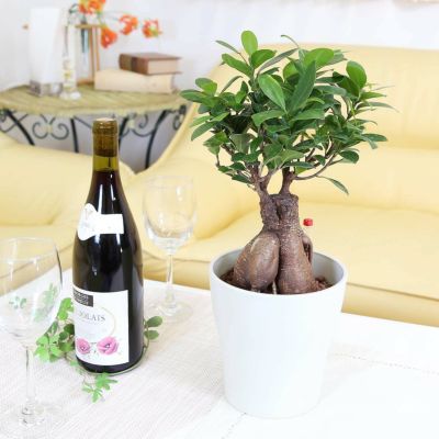 【送料無料】土を使わず清潔感あるガジュマル・ ホワイト丸形スリム プラスチック鉢 ミディアムサイズ ハイドロカルチャー