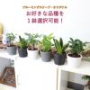 土を使わず清潔感もある観葉植物・選べる鉢カバー