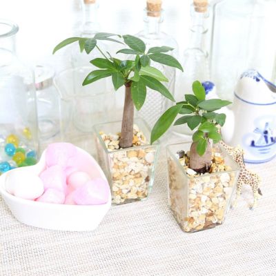 土を使わないで清潔なミニ観葉植物 ゼオライト植え 2鉢セット スクエアガラス鉢 レインボークリスタル 「パキラとガジュマルの木」