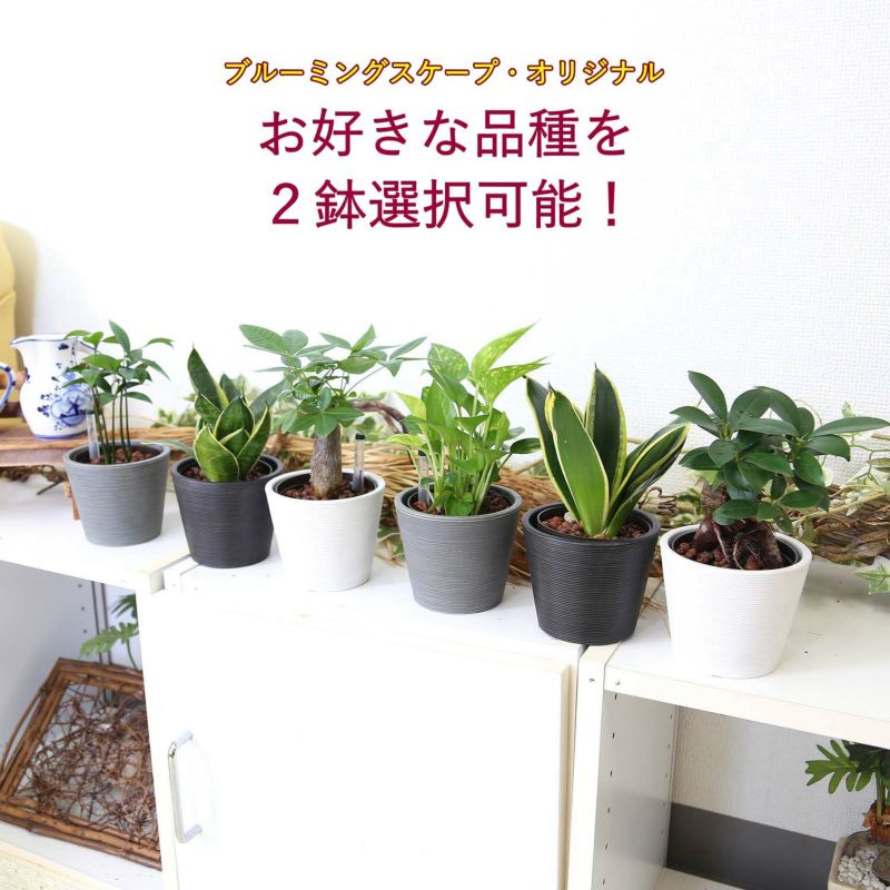 土を使わない観葉植物 ハイドロカルチャー