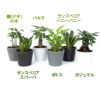 土を使わない観葉植物 ハイドロカルチャー