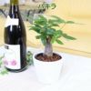 土を使わない観葉植物 ハイドロカルチャー