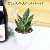 土を使わない観葉植物 ハイドロカルチャー サンスベリア