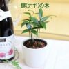 土を使わない観葉植物 ハイドロカルチャー ナギの木