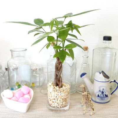 土を使わないで清潔なミニ観葉植物 ゼオライト植え パキラ 編み込み・ガラス容器 丸形 ハイドロカルチャー レインボークリスタル