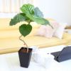 土を使わない観葉植物ハイドロカルチャー ウンベラータ