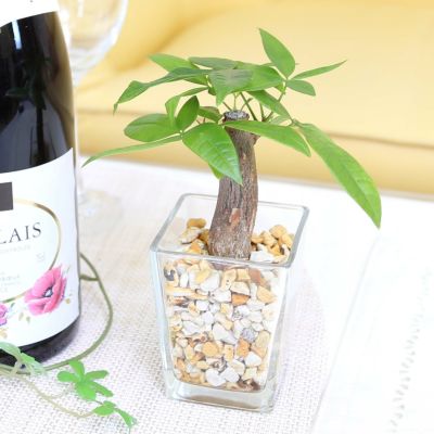 土を使わず清潔感あるゼオライト植えのミニ観葉植物 Aタイプ パキラ １鉢