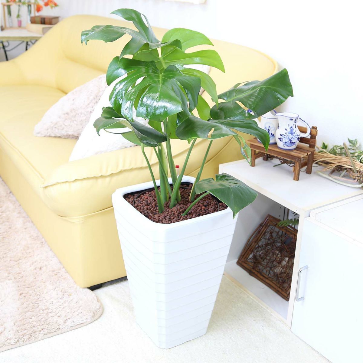 大型 ハイドロカルチャー モンステラ