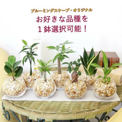 ゴールドクレストの育て方｜鉢植えなら室内でもOK？植え替えは