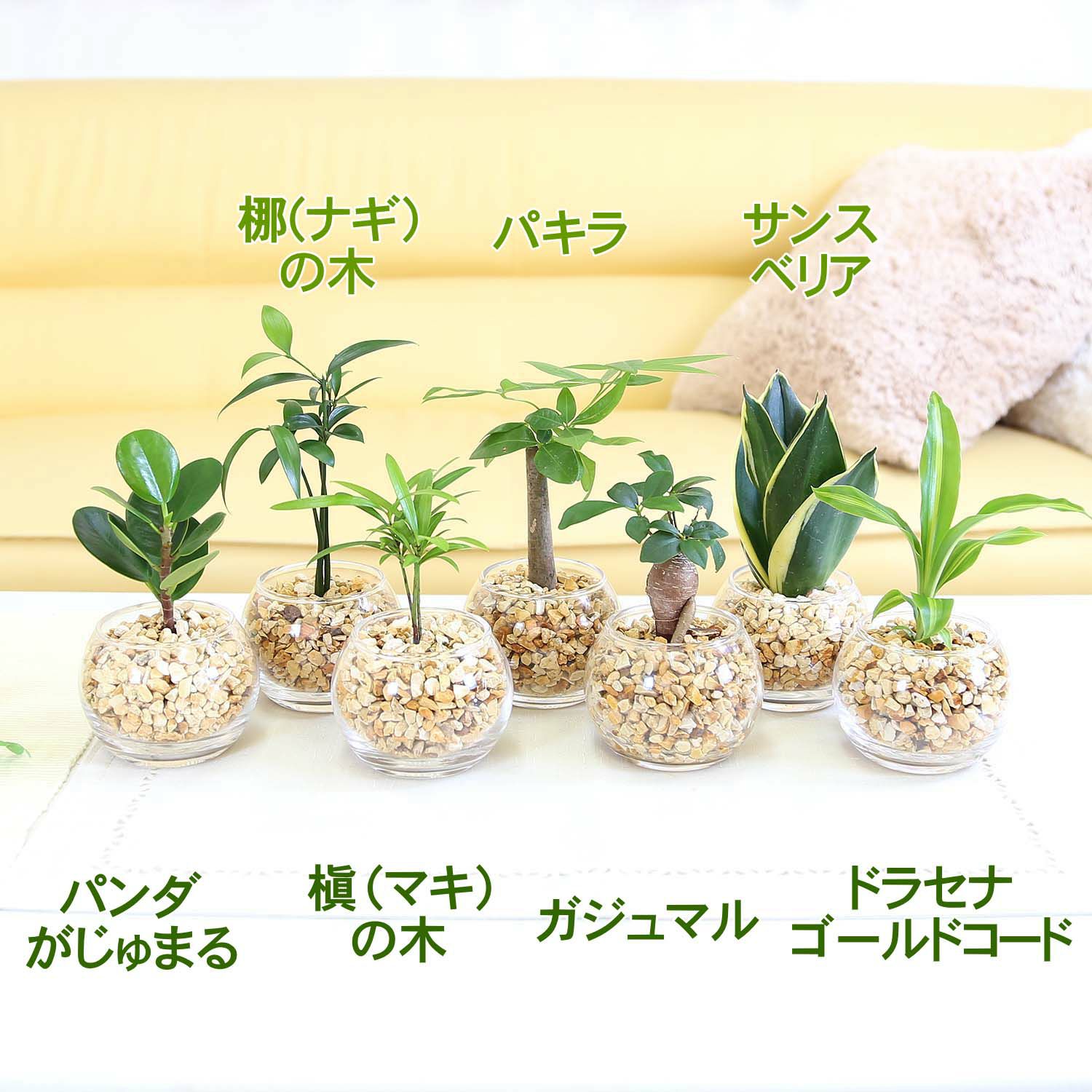 ハイドロカルチャー ゼオライト植え・ガラス鉢 丸形