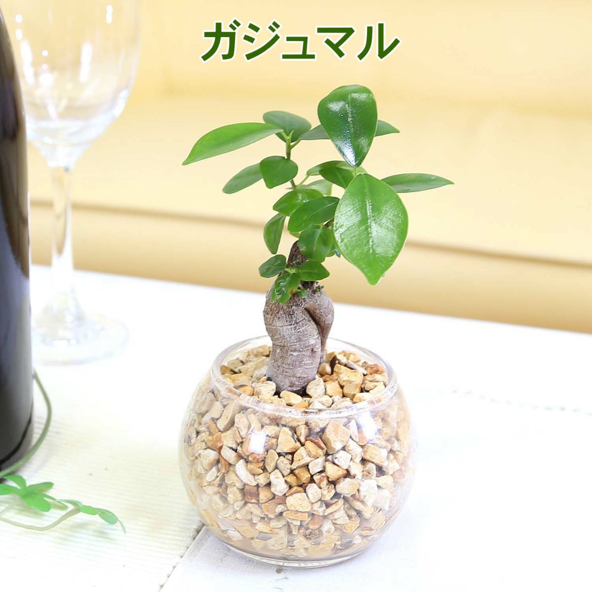 ハイドロカルチャー ゼオライト植え・ガラス鉢 丸形 ガジュマル