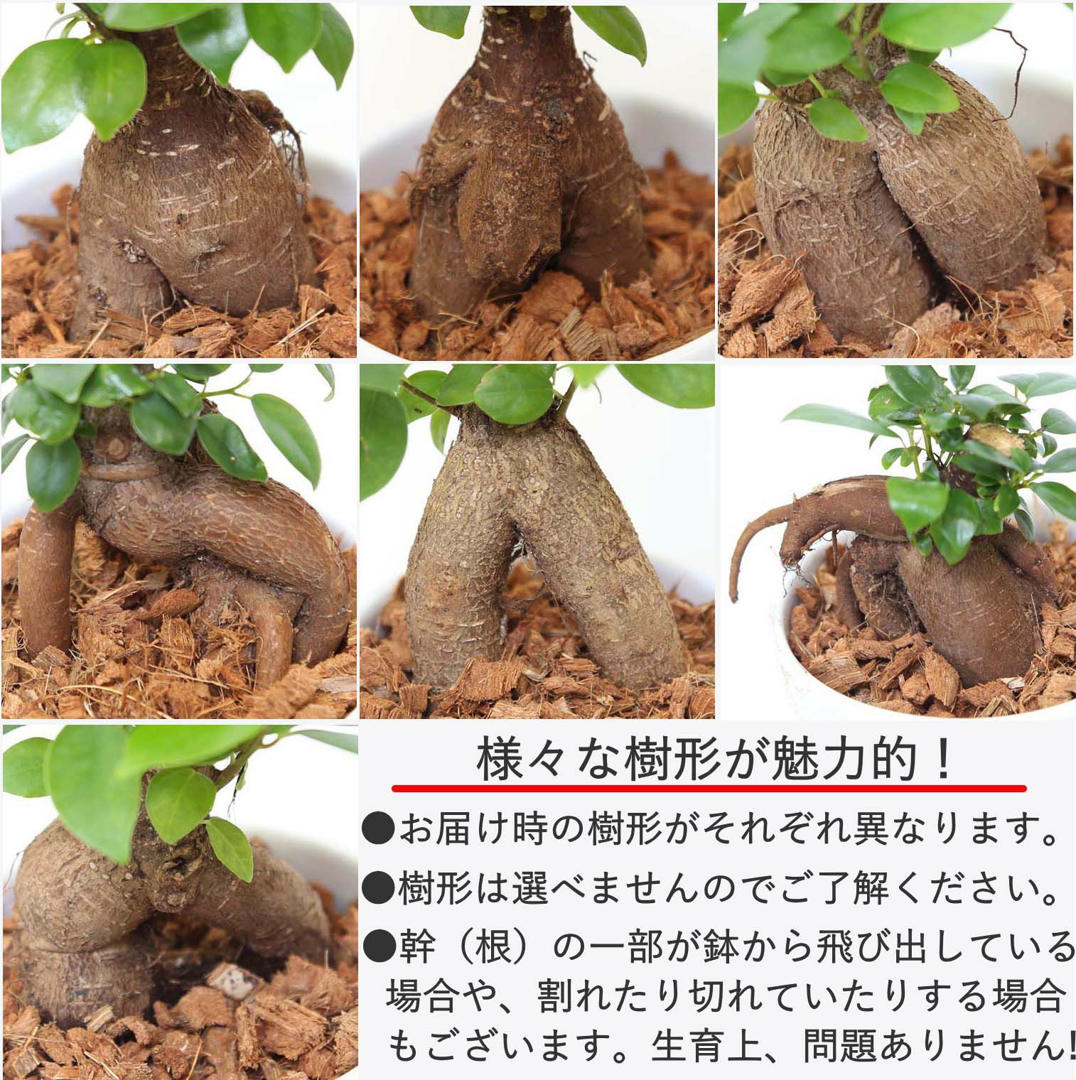 ハイドロカルチャー ゼオライト植え・ガラス鉢 丸形 ガジュマル