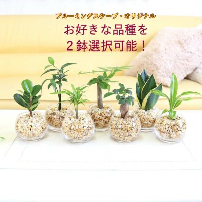 土を使わないで清潔なミニ観葉植物 ゼオライト植え・ガラス鉢 丸形 ２鉢セット ｜水耕栽培 ハイドロカルチャー レインボークリスタル