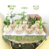 ハイドロカルチャー　ゼオライト植え・ガラス鉢 丸形 ２鉢セッ