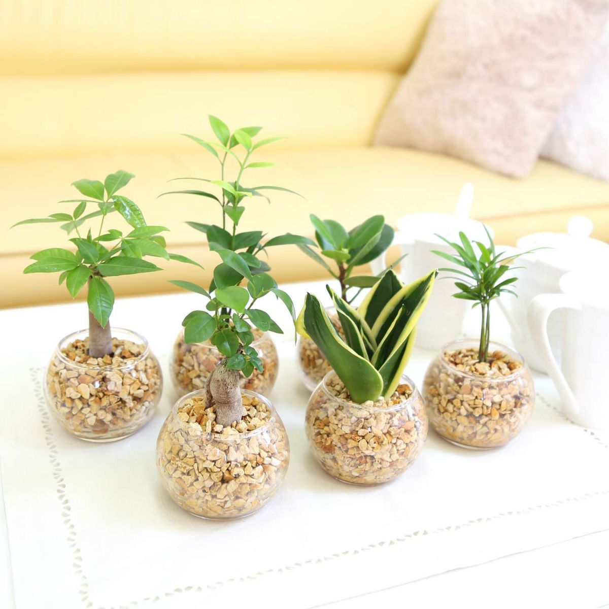 ハイドロカルチャー　ゼオライト植え・ガラス鉢 丸形 ２鉢セッ