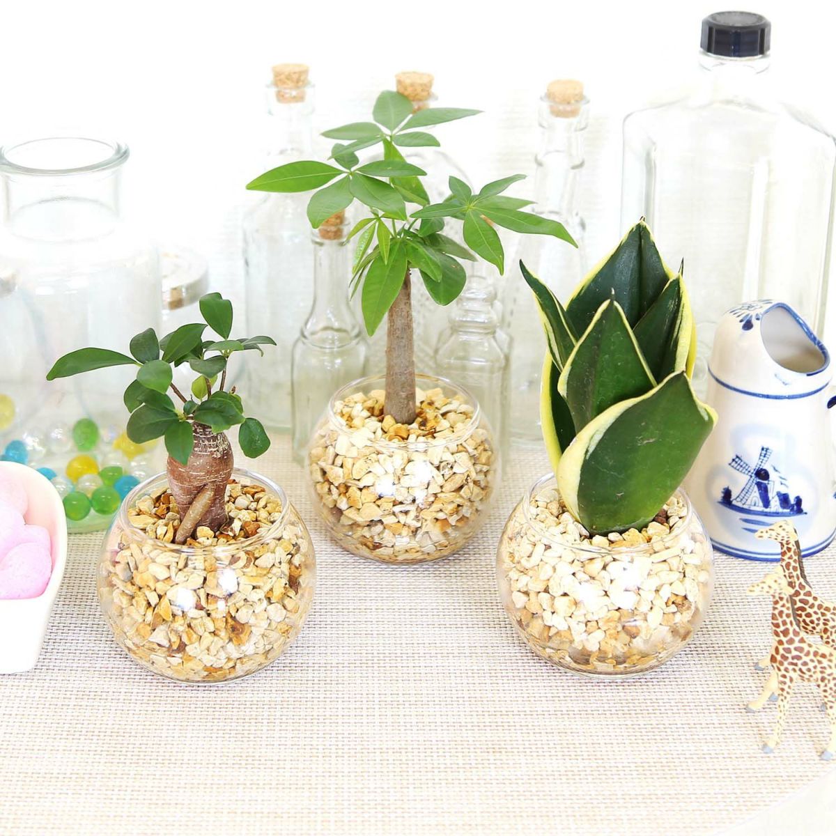 ゼオライト植え・ガラス鉢 ハイドロカルチャー ガジュマル・サンスベリア・パキラ