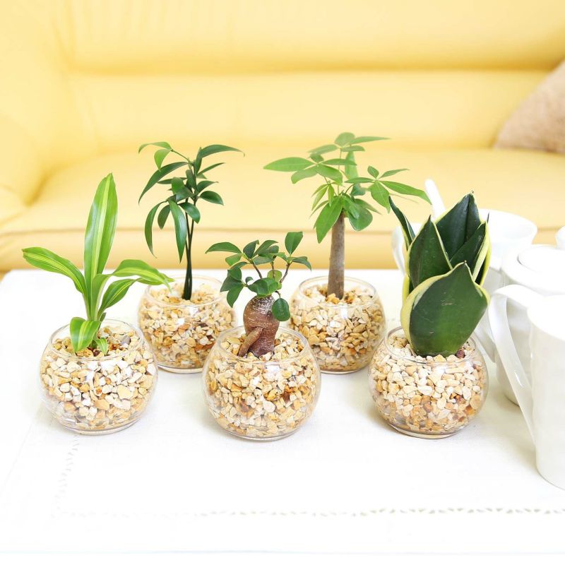 ゼオライト植え 観葉植物 ハイドロカルチャー ガジュマル サンスベリア パキラ ナギの木 ドラセナ ゴールドコード