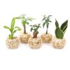 ゼオライト植え 観葉植物 ハイドロカルチャー ガジュマル サンスベリア パキラ ナギの木 ドラセナ ゴールドコード