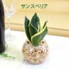 ゼオライト植え 観葉植物 ハイドロカルチャー ガジュマル サンスベリア パキラ ナギの木 ドラセナ ゴールドコード