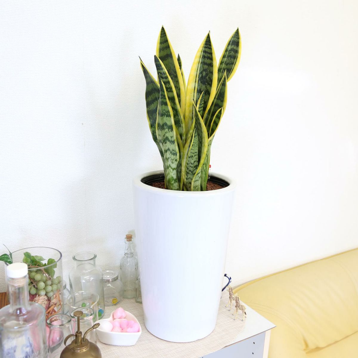 土を使わないサンスベリア ビッグサイズ 陶器鉢