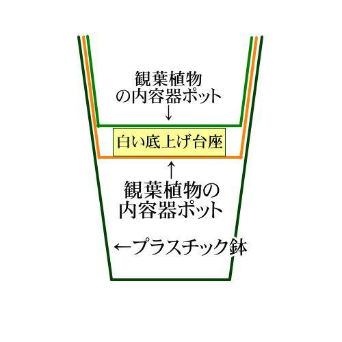 土を使わない観葉植物 サンスベリア ハイドロカルチャー