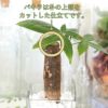 土を使わないで清潔なミニ観葉植物 ゼオライト植え