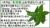 土を使わないで清潔なミニ観葉植物 ゼオライト植え