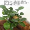 土を使わないで清潔なミニ観葉植物 ゼオライト植え