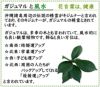 土を使わないで清潔なミニ観葉植物 ゼオライト植え