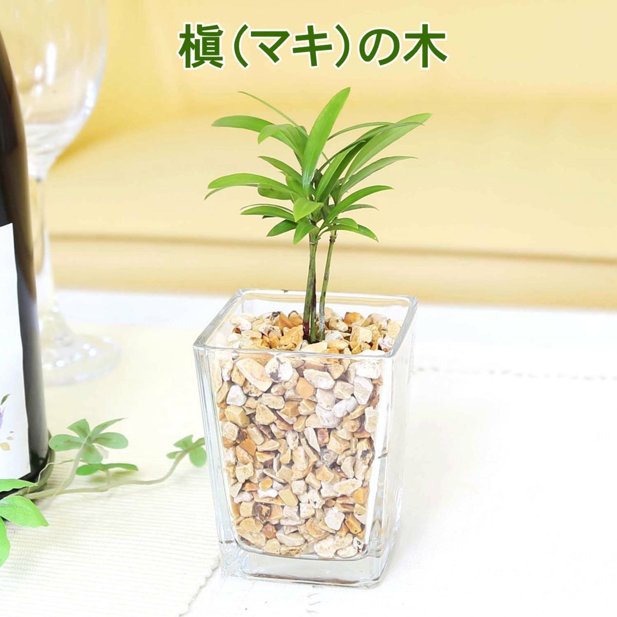 土を使わないで清潔なミニ観葉植物 ゼオライト植え