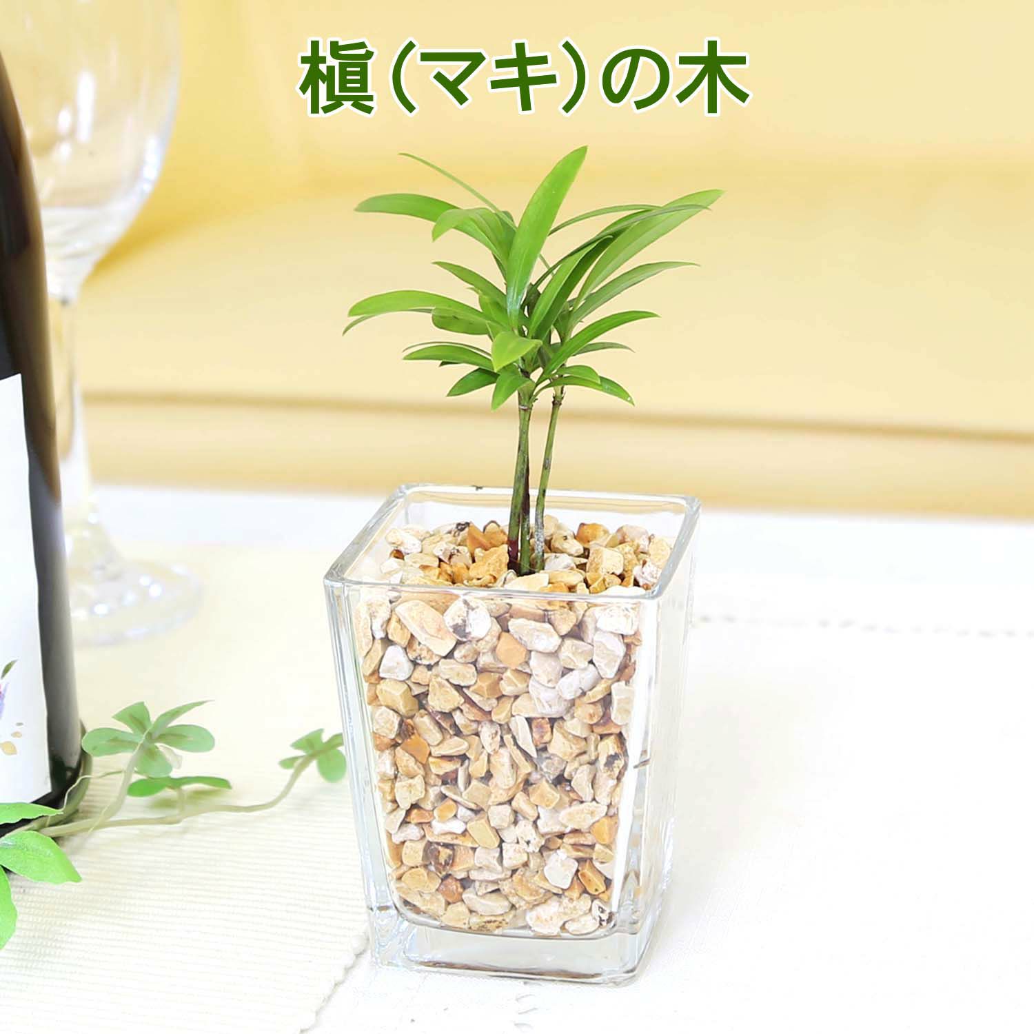 土を使わないで清潔なミニ観葉植物 ゼオライト植え