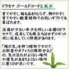 土を使わないで清潔なミニ観葉植物 ゼオライト植え