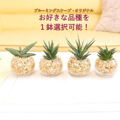 土を使わないで清潔なミニ観葉植物 選べる珍しい！サンスベリア ゼオライト植え・ガラス鉢 丸形 1鉢 ｜水耕栽培 ハイドロカルチャー レインボークリスタル