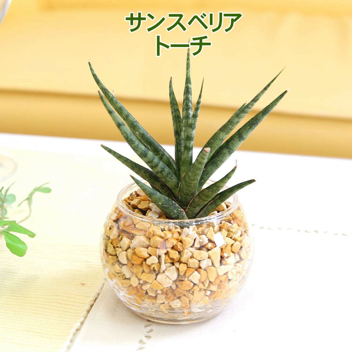 サンスベリア トーチ