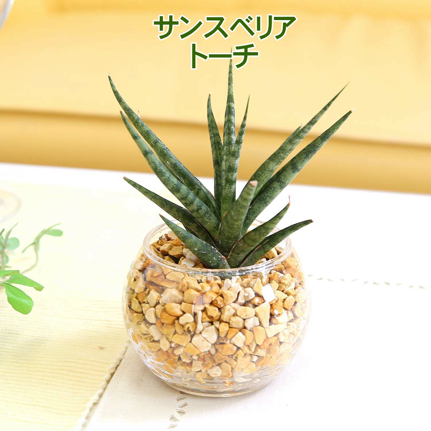 サンスベリア トーチ