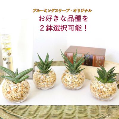 土を使わないで清潔なミニ観葉植物 選べる珍しい！サンスベリア ゼオライト植え・ガラス鉢 丸形 ２鉢セット ｜水耕栽培 ハイドロカルチャー レインボークリスタル