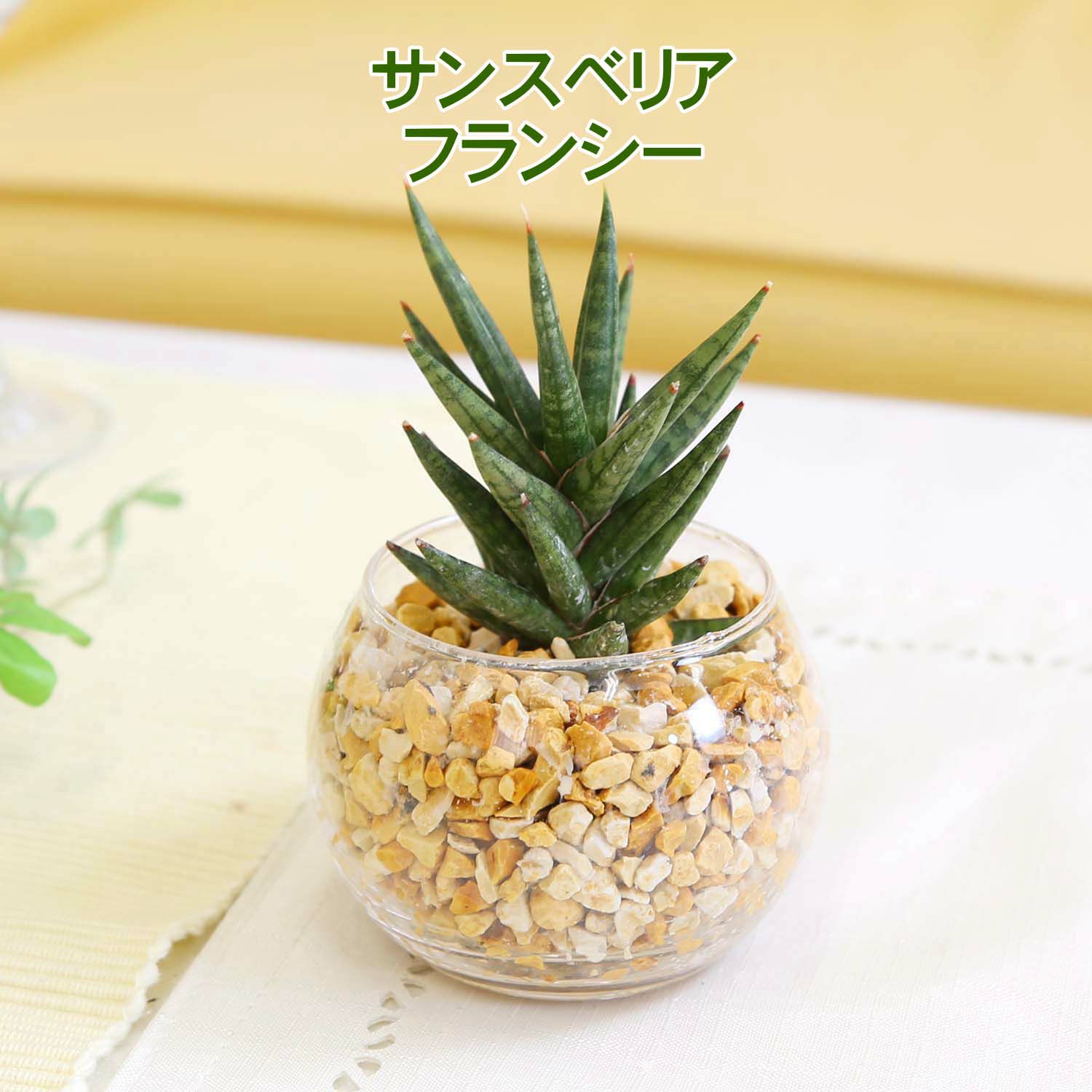 サンスベリア ゼオライト植え・ガラス鉢 丸形 ２鉢セット