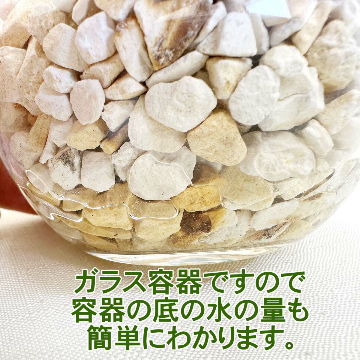 サンスベリア ゼオライト植え・ガラス鉢 丸形 ２鉢セット