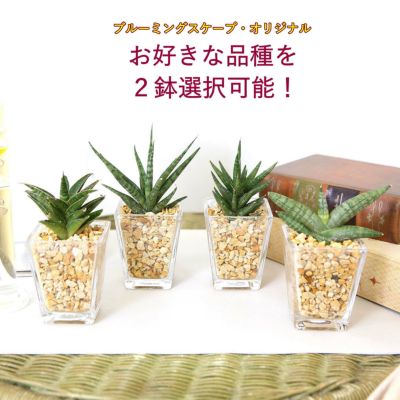 土を使わないで清潔な珍しい！サンスベリア・ゼオライト植え・スクエアガラス鉢 Aタイプ ２鉢セット