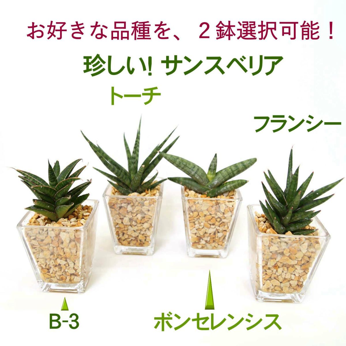 土を使わない観葉植物 サンスベリア ハイドロカルチャー